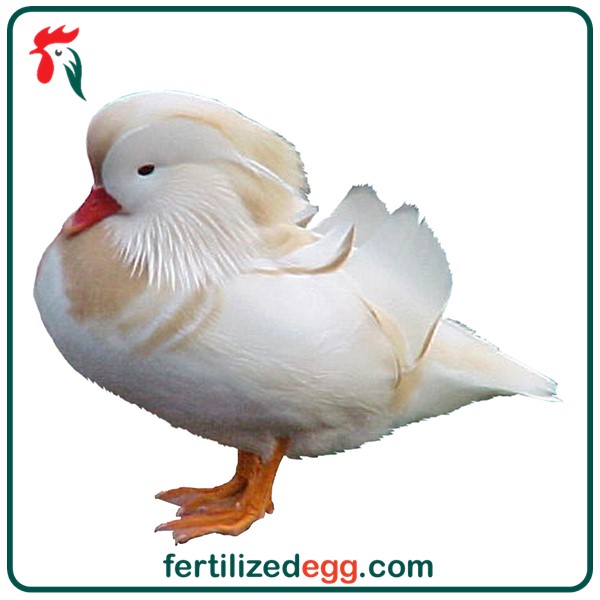 تخم نطفه دار اردک کالارین 